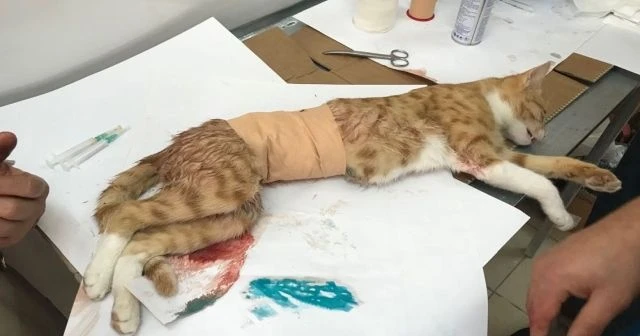 Yavruları anne karnında ölen kedi sezeryan ile kurtarıldı
