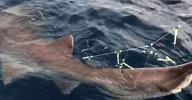 Antalya&#039;da 326 kiloluk köpek balığı yakaladı, korkudan tekneye çekemedi