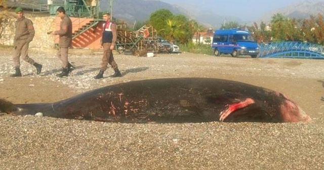 Antalya&#039;da görenler şaştı kaldı