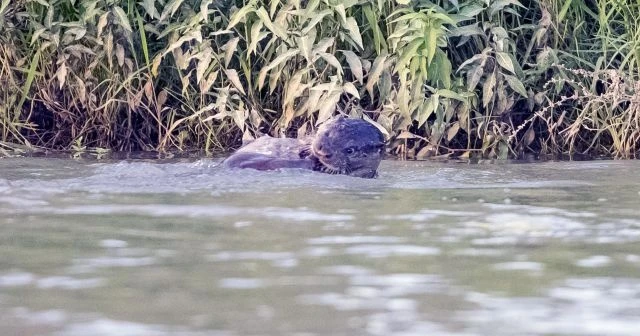 Canavar sanmışlardı! Dicle Nehri'nde görüntülendi