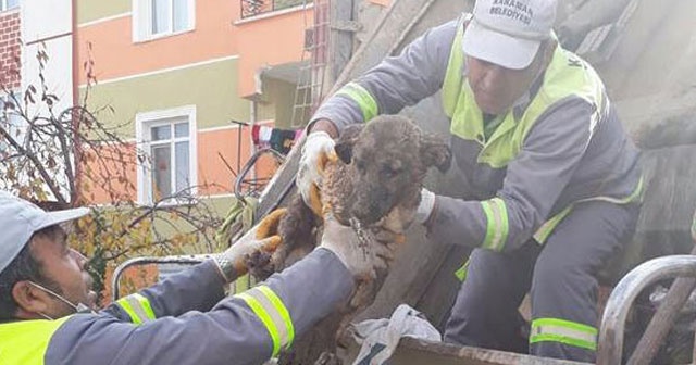 Çuval içinde çöpe atılan köpeği temizlik görevlileri fark etti