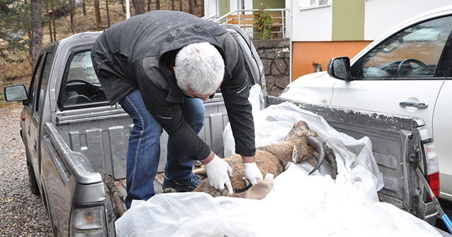 Dağ keçisi ölümlerinde &quot;veba&quot; şüphesi