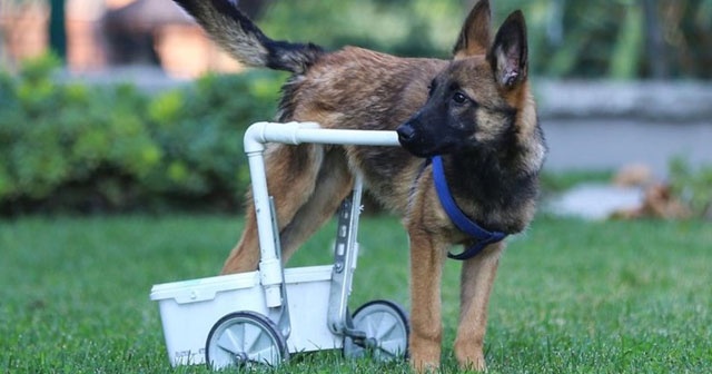 Felçli köpek su borusu ve kovayla hayata tutundu