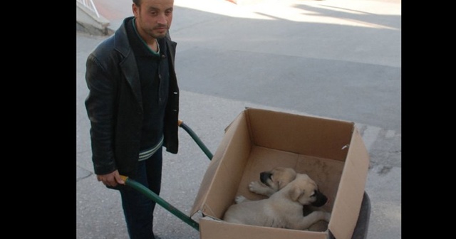 Hasta olan yavru köpeklerini veterinere el arabasıyla taşıdı