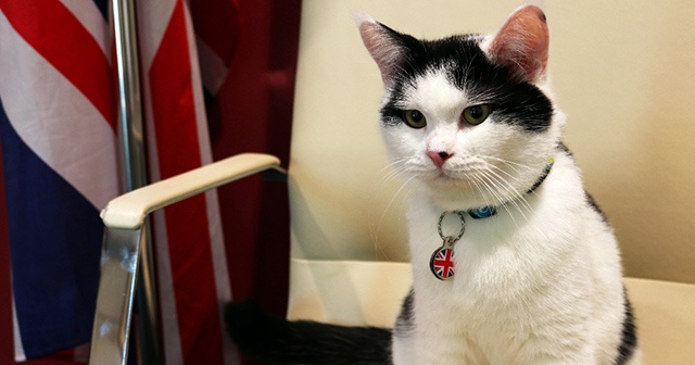 İngiltere ilk diplomat kedisini Ürdün’e atadı