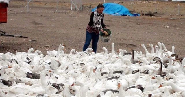 İşsizdi, köyde kurduğu kaz tesisiyle kendi işinin patronu oldu