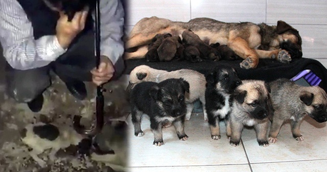 Köylü ağlayarak yardım istedi, 21 yavru köpek kurtarıldı