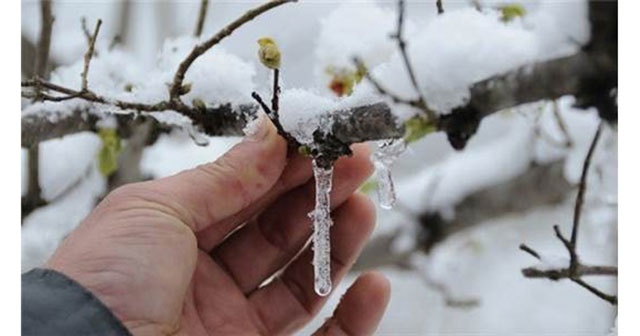 Meteorolojiden &quot;zirai don&quot; uyarısı