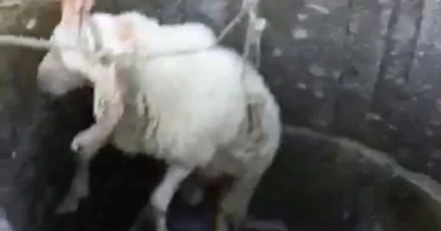 Milas’ta kuyuya düşen kuzuları itfaiye kurtardı