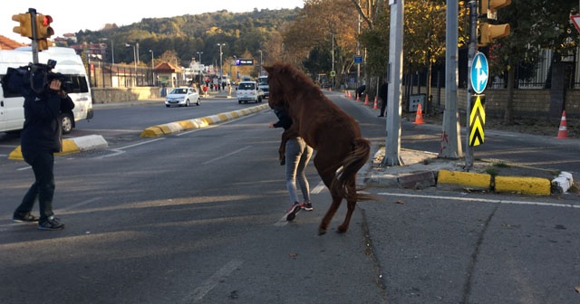 Sarıyer&#039;de at dehşeti! Önüne gelene saldırdı