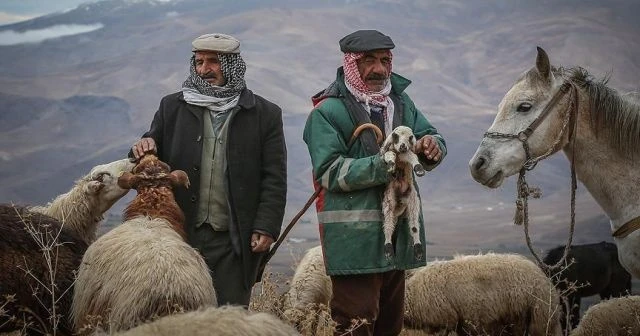 Sürüleri için 4 gündür zorlu yolculuk yapıyorlar