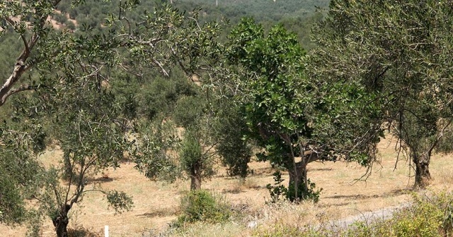 Terör örgütü PKK/PYD, Afrin&#039;deki çiftçilerin ürünlerine göz dikti