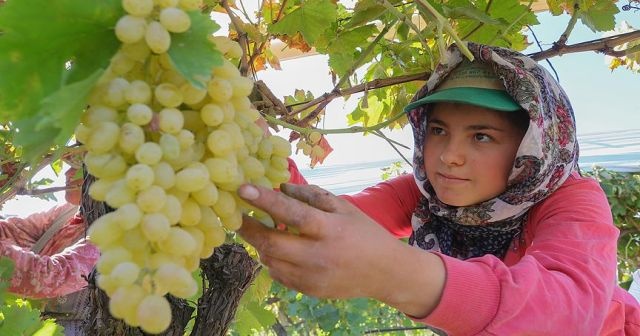 Üzüm üreticilerinin sorunları araştırılacak