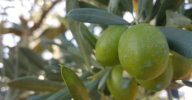 Zeytin üretiminde beklenti 2 milyon ton