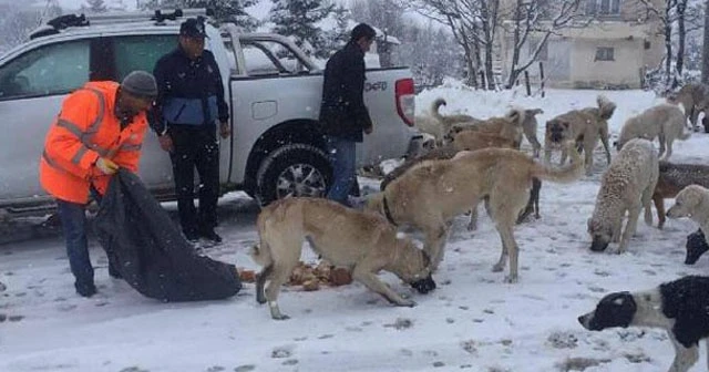 2 bin rakımlı yaylada aç kalan köpekleri zabıta besledi
