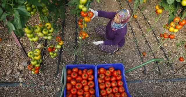 Antalya&#039;dan 30 ülkeye domates ihracatı