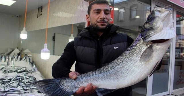 Balıkçılara 7 kilogramlık levrek sürprizi