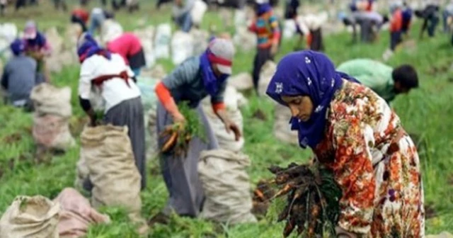 Çocuklara eğitim markajı! Bakanlık, mevsimlik işçileri inceliyor