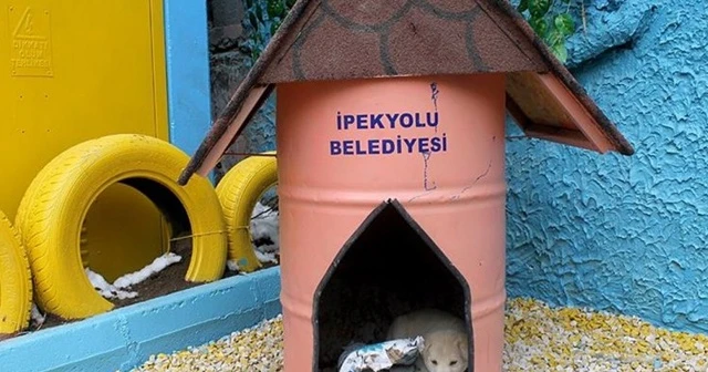 Çöp bidonları sokak köpekleri için yuvaya dönüştürüldü