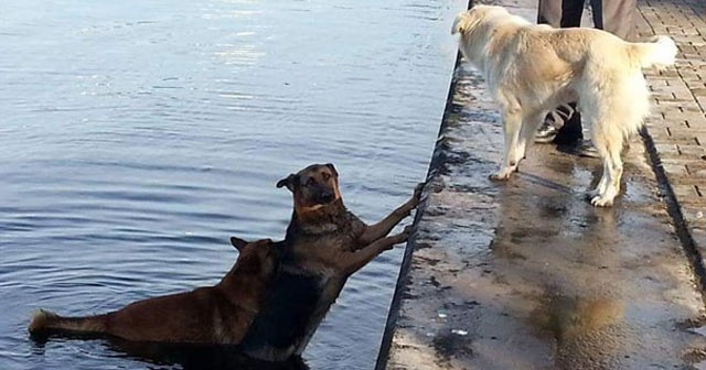 Denize düşen köpeği, ardından atlayan köpek kıyıya getirdi