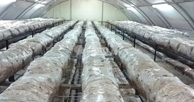 Devlet desteğiyle işini büyüttü, yılda 30 tona yakın mantar üretiyor