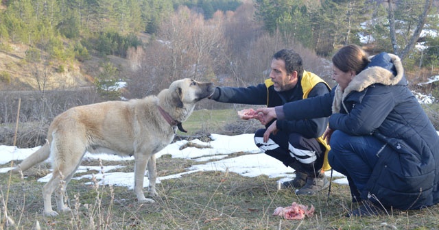 Enkazdan ayrılmayan çoban köpeklerine yemek verildi