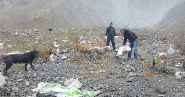 Hakkari’de sokak hayvanları unutulmadı
