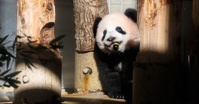 Japonya&#039;da panda yavrusu görücüye çıktı