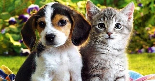 Kedi ve köpekler kışı &quot;ev&quot;lerinde geçirecek