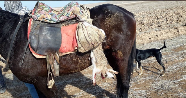 Konya’da usulsüz yaban tavşan avından 2 kişiye bin 630 lira ceza