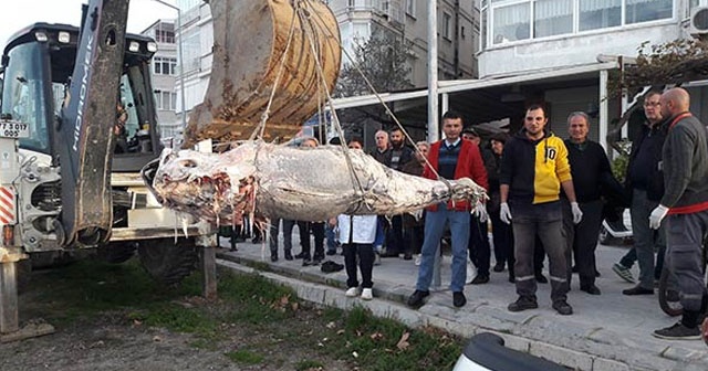 Yalova&#039;da kıyıya vurdu değeri yaklaşık 12 bin lira