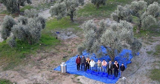 Zeytin ağaçları 3 yıl sonra meyve verdi