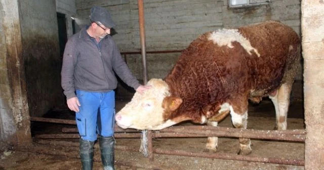 900 kiloluk danasını Mehmetçik’e bağışladı