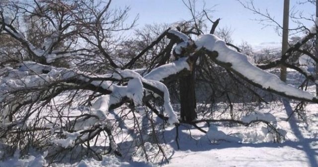 Aşırı kar yağışı kayısı ağaçlarının dallarını kırdı