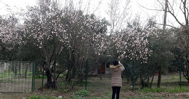 Balıkesir'de şaşırtan görüntü... Araçları durdurup fotoğrafını çekiyorlar