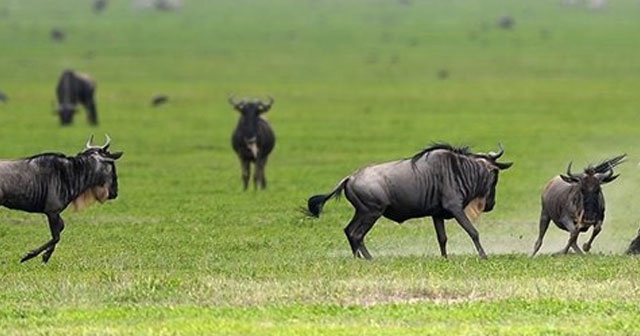 İç Ege Afrika&#039;nın hayvanlarına ev sahipliği yapmış