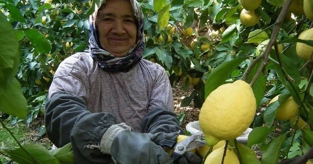 Limon dalında 1 lira 80 kuruştan alıcı buluyor