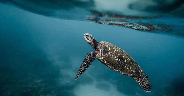 Madagaskar&#039;da kaplumbağa etinden zehirlenen 8 çocuk öldü