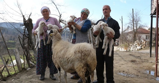 Muğla&#039;da bir koyun beşiz yavruladı