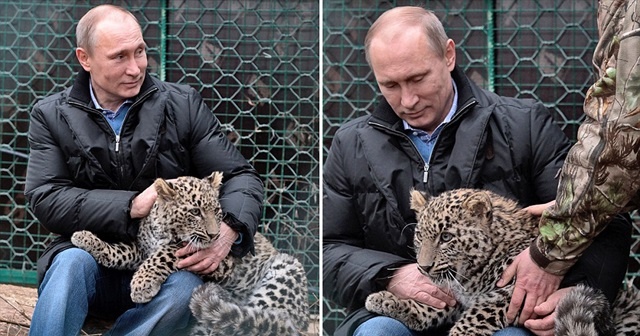 Putin&#039;in leoparı ölü bulundu