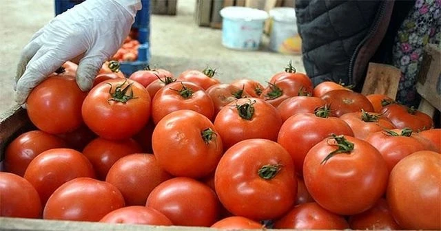 Rusya 5 Türk şirketinden daha domates alacak