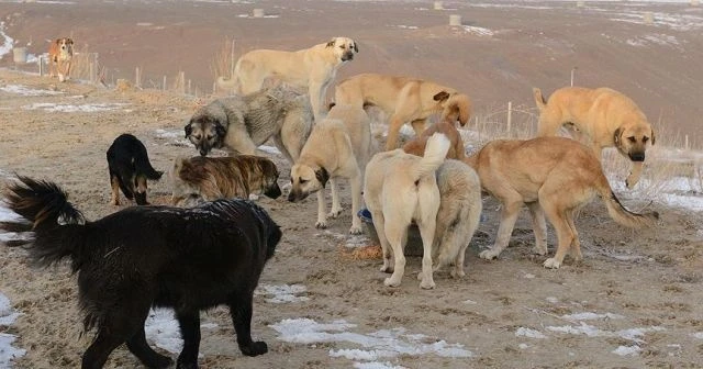 Sokak hayvanlarına sahip çıkılıyor