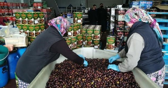 Zayıflatan &#039;eşek&#039; zeytini el yakıyor