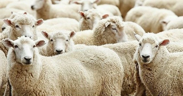 '300 koyun projesi'nde başvurular başladı, kriterler ne?