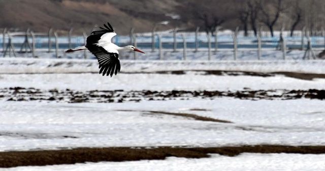 &#039;Baharın habercisi&#039; leylek erken geldi