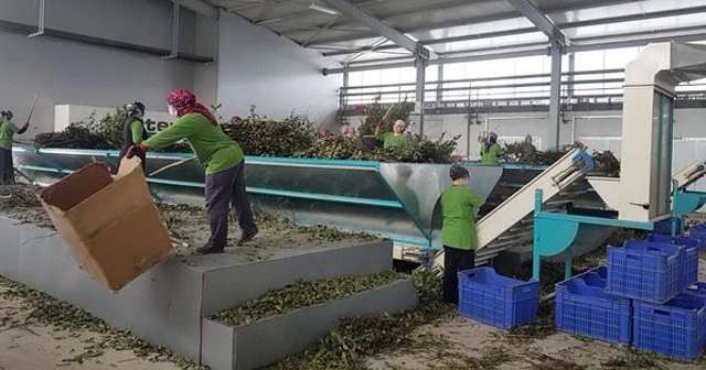 'Defne' ek gelir kapısı oldu, 13 milyon lira kazandırdı