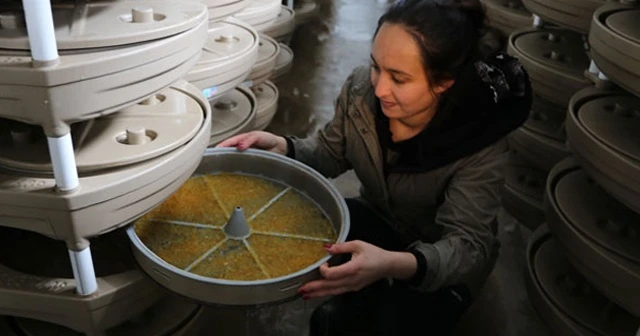 2060 rakımlı dağın yamacında üretiyorlar!