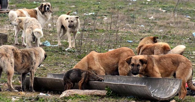 Edirne&#039;de garip olay! 500 köpeğin sırrı çözülemedi