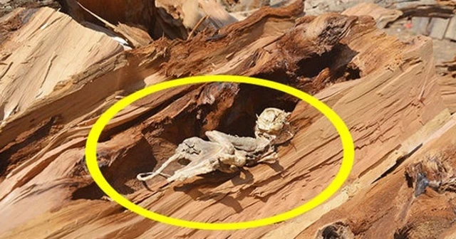Gören dinozor sanmıştı! İskeletin sırrı çözüldü