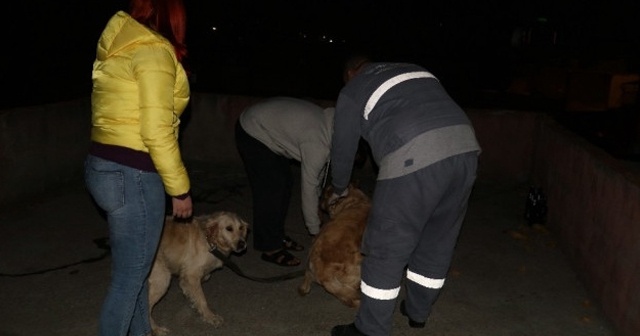 Köpeklere kemerli işkence! Gözaltına alındı